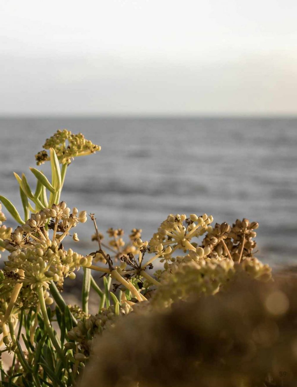 Tapices - Imagen 8